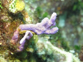 75 Sponge  IMG 3810